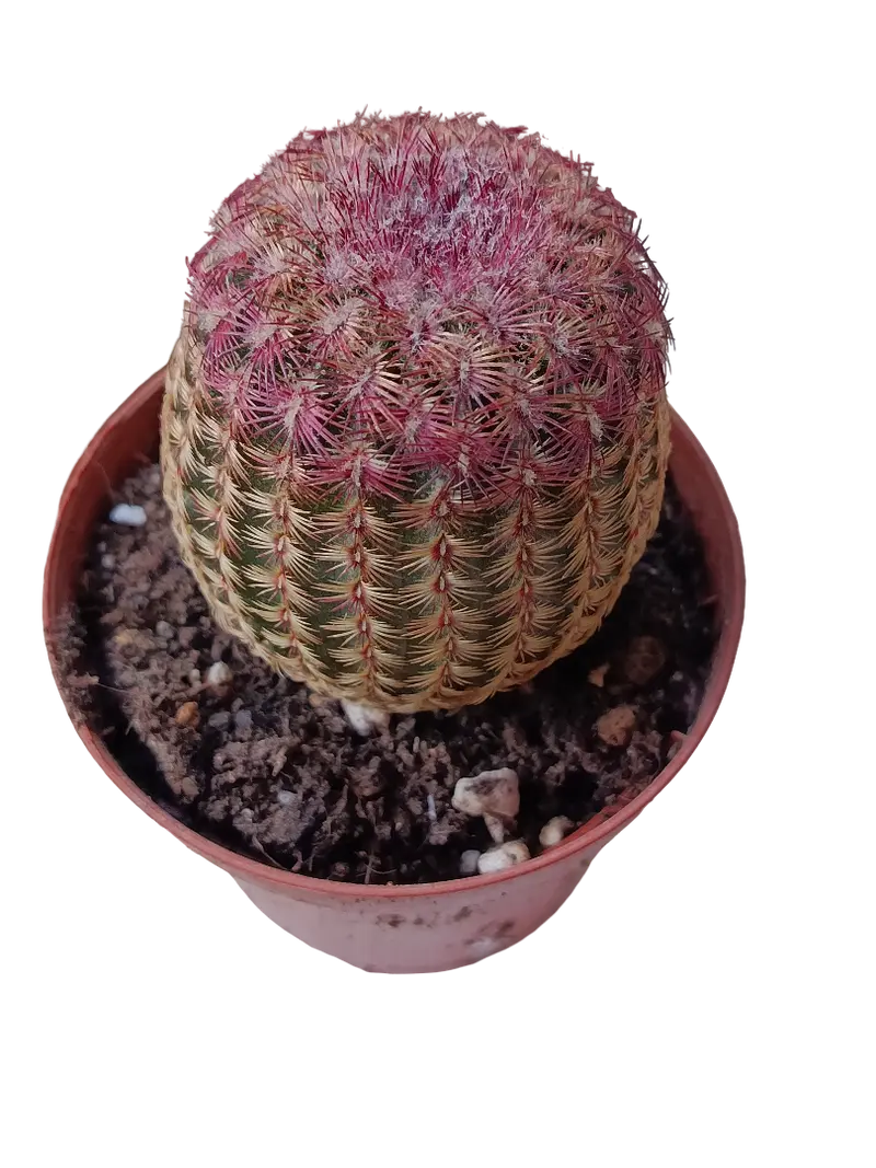 Cactus Rojo Rigidispinnus Ø8 Plantas Jovenes