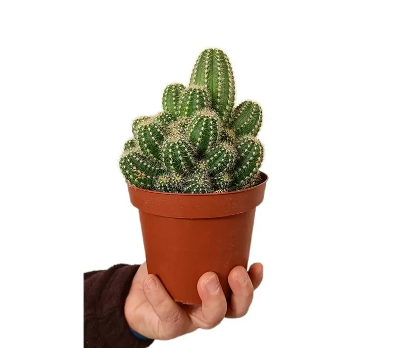 Cactus Trichocereus Huascha M13