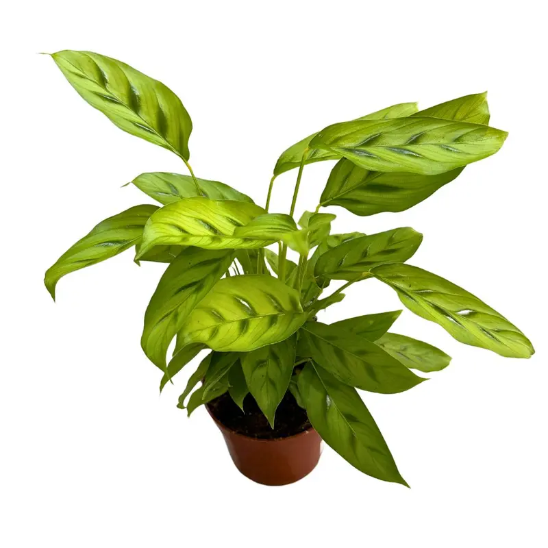 Calathea Leopardina Toque Exótico En Tu Hogar M12