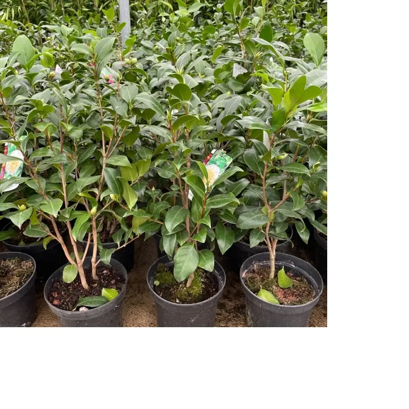 Camelia Japonica Maceta