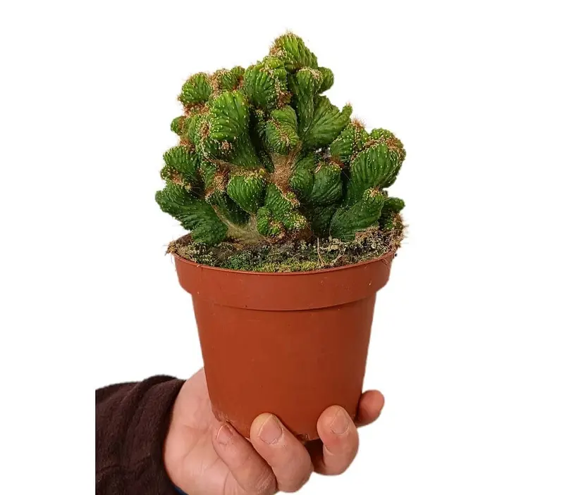 Cereus Peruvianu Cristatus M13