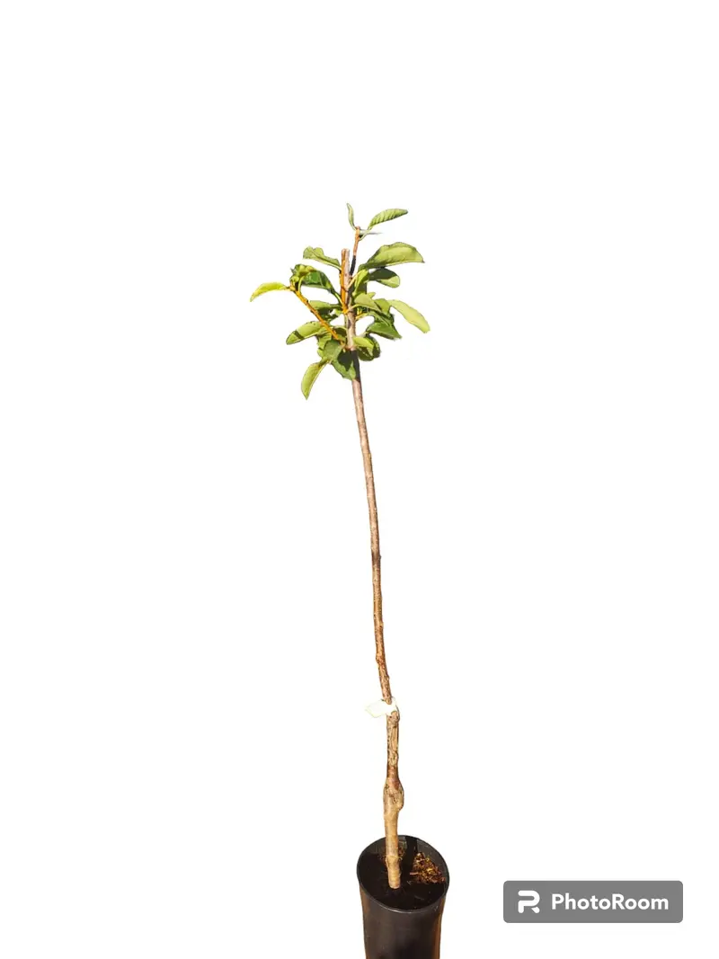 Cerezo Burlat Maceta 140cm