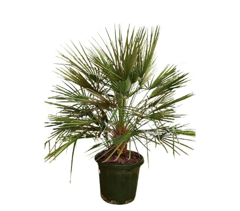 Chamaerops Humilis M35 100-120cm