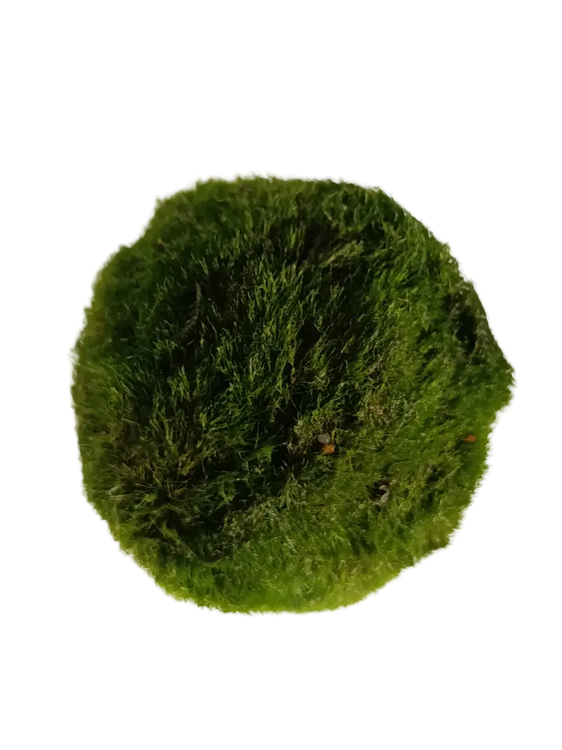 Cladophora Musgo Marimo Para Agua Dulce 5-7 Cm
