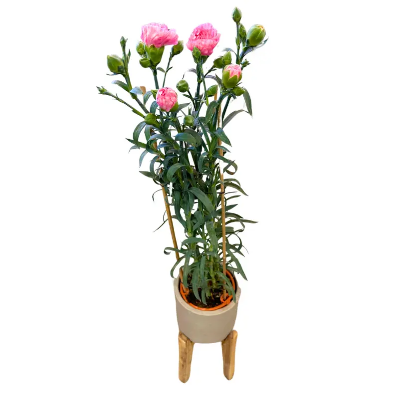Clavel De Florista Colores Variados M14