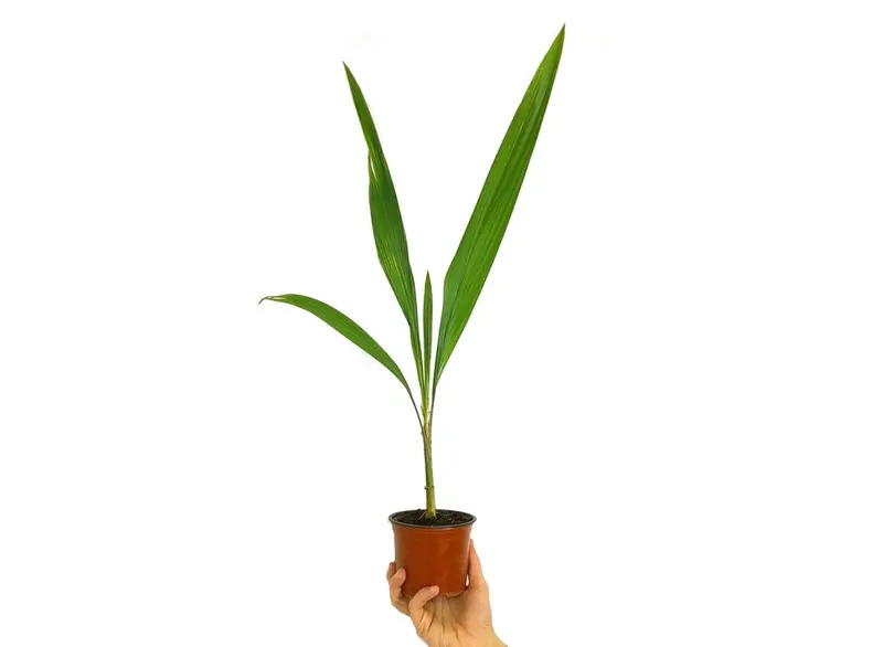 Coco Plumoso M12