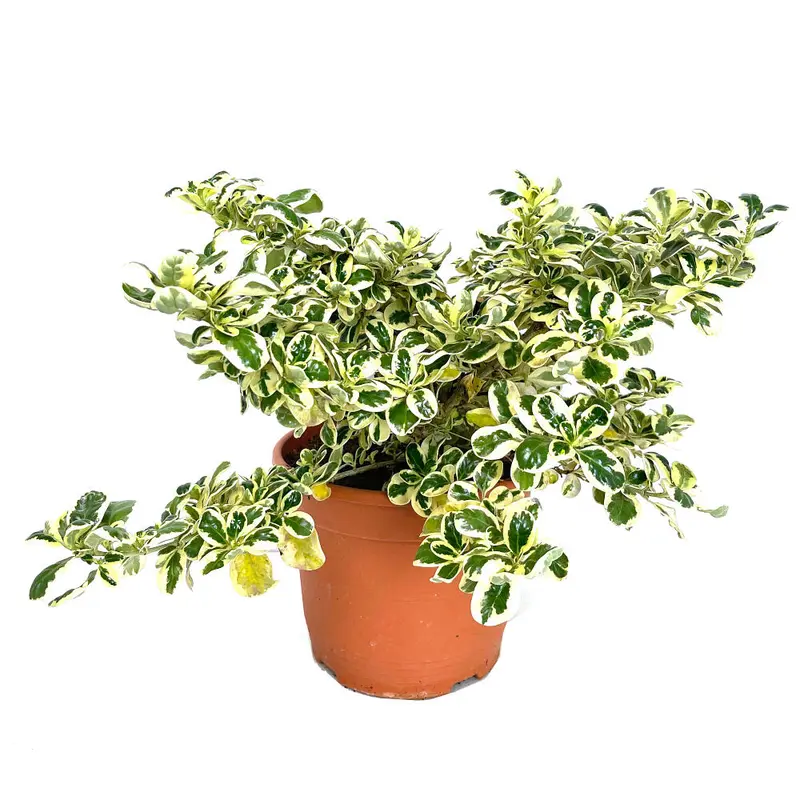 Coprosma Repens Variegata M22 30cm