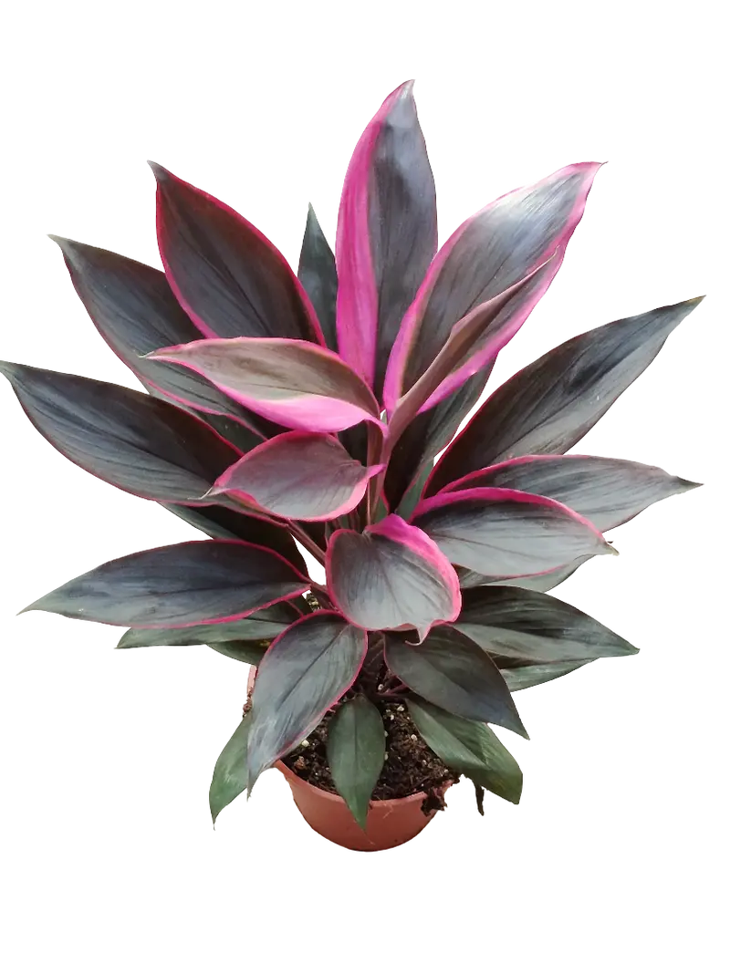 Cordeline Negro Variegata Planta De Interior Ø12 40 Cms