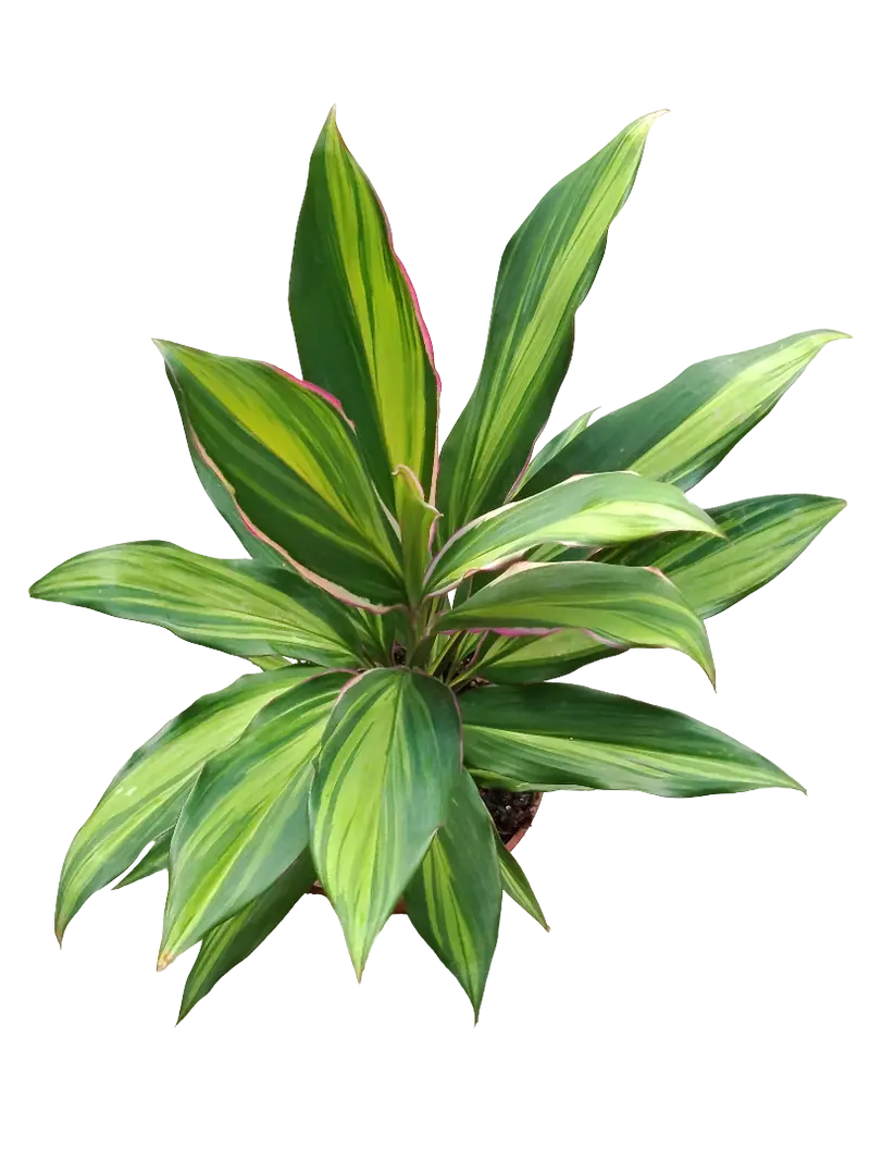 Cordeline Verde Variegata Planta De Interior Ø12 40 Cms