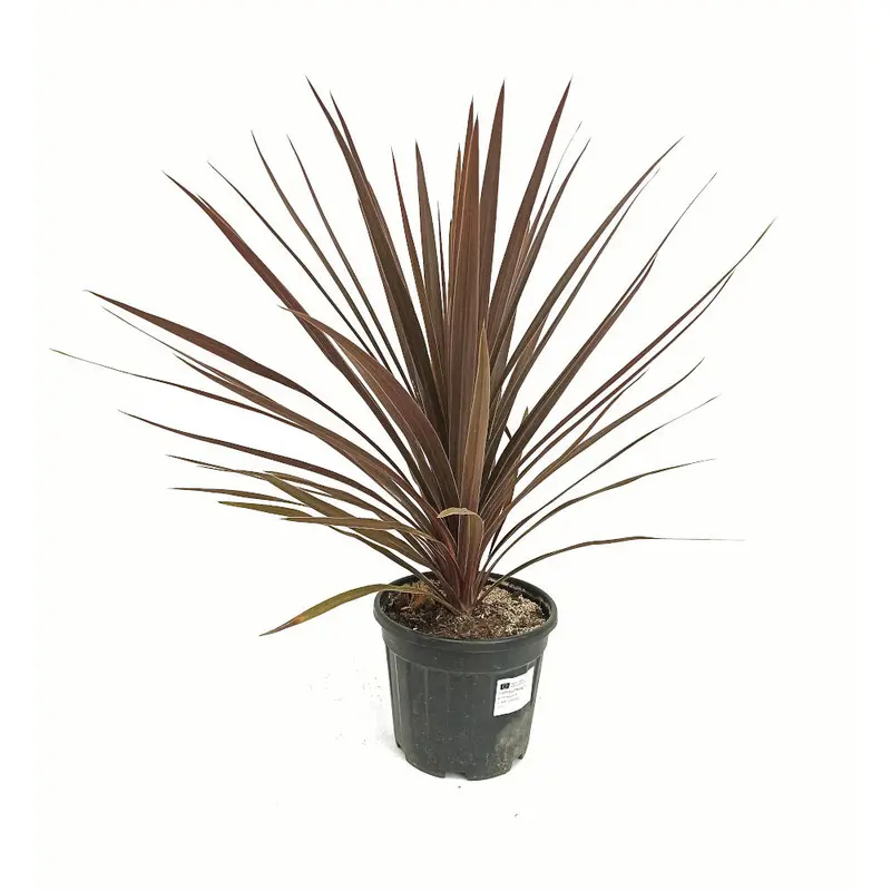 Cordyline Red Star M22 80cm