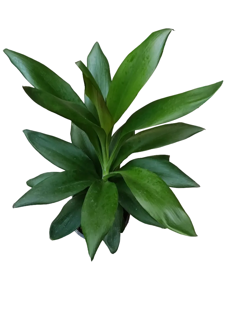 Cordyline Verde Planta De Interior Ø12 - 40 Cm