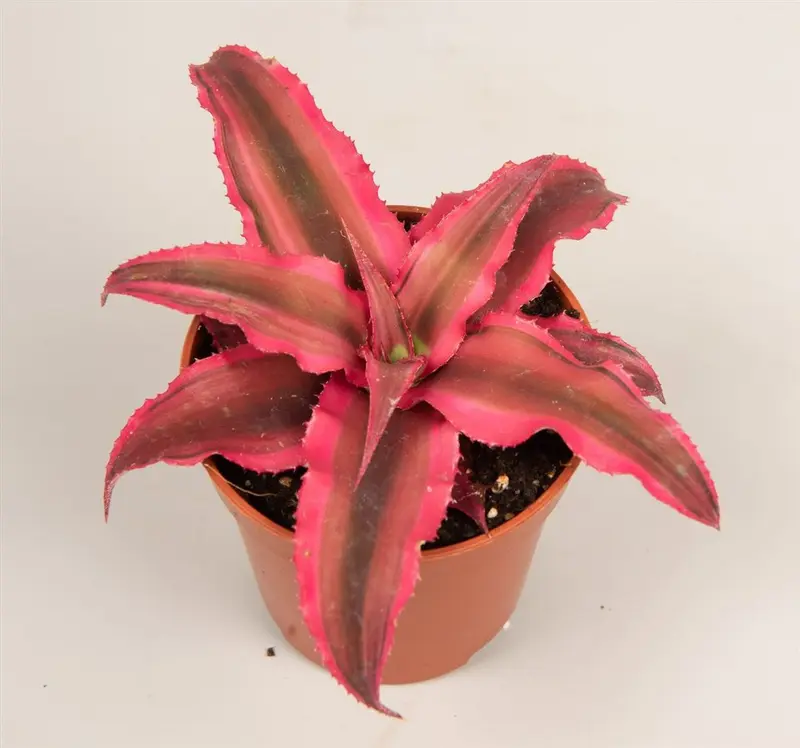 Cryptanthus Rubin Star Planta Bromelia Color Rojo Ø5
