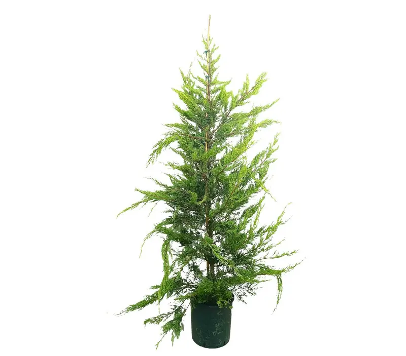 Cupressus Lambertiana M35 180-210cm