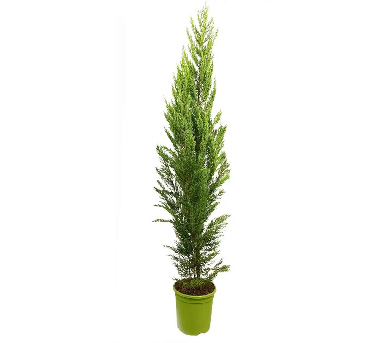 Cupressus Macrocarpa Goldcrest M25 150cm