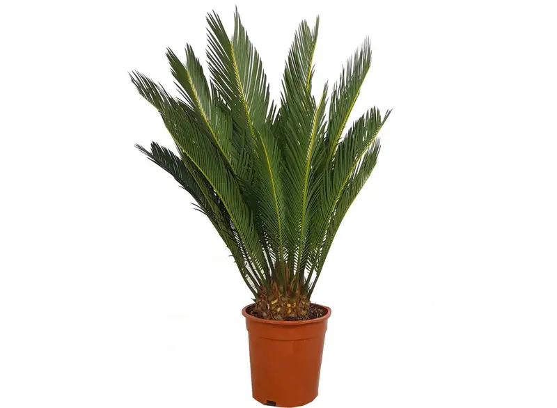 Cyca Revoluta M19 60-70cm