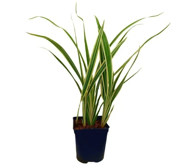 Dianella Tasmanica Variegata M16