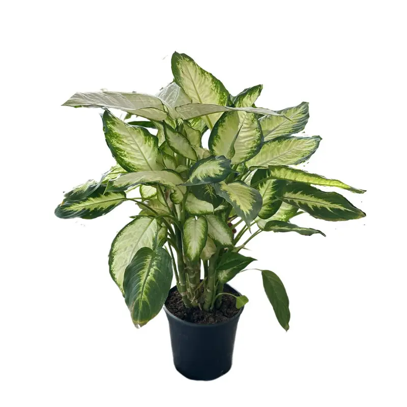 Dieffenbachia Camila M17 Maceta 17cm
