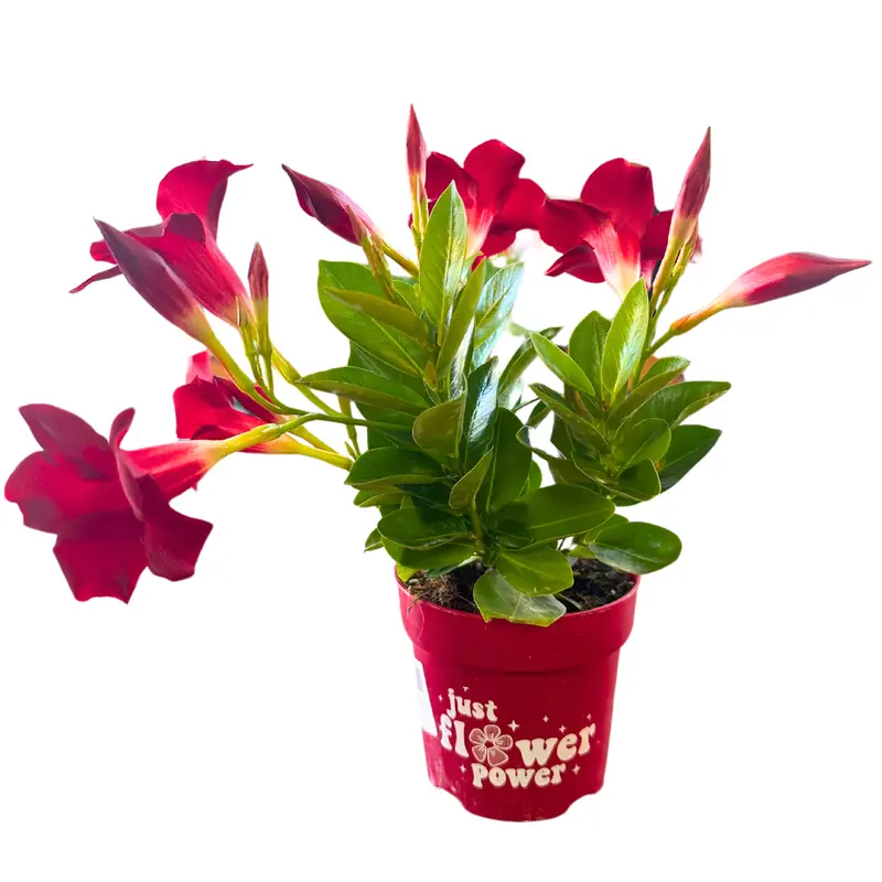 Dipladenia Colores Variados M11