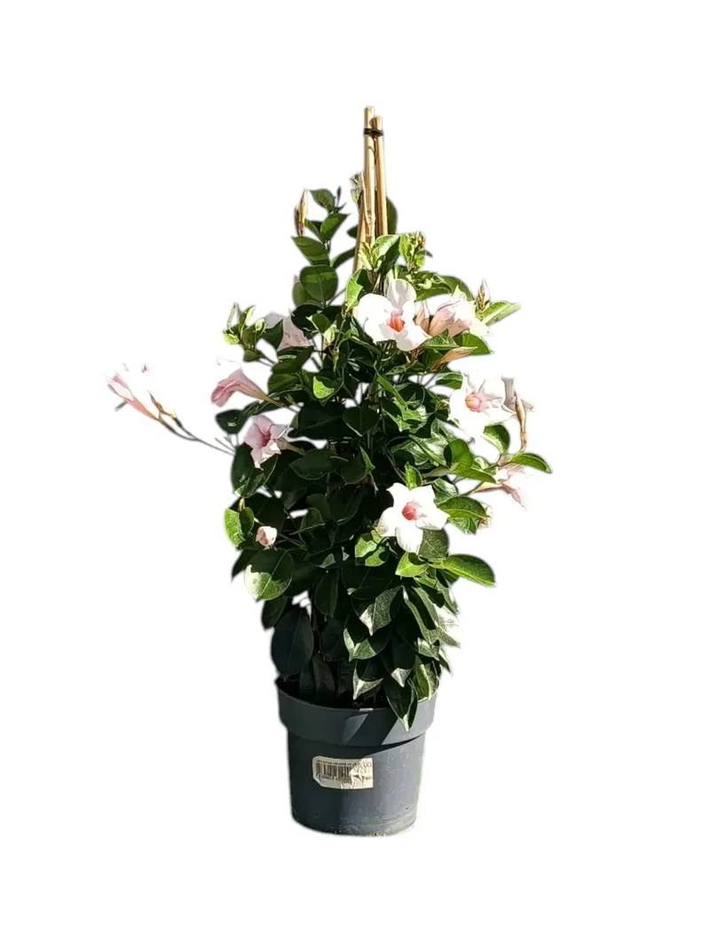 Dipladenia Maceta 60 CM