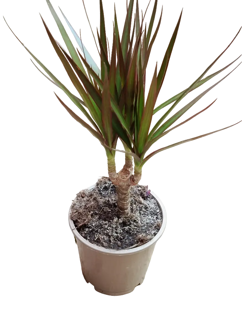 Dracaena Marginata Planta Interior