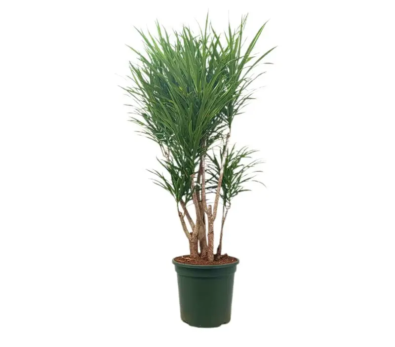 Dracena Anita Ramificada M26