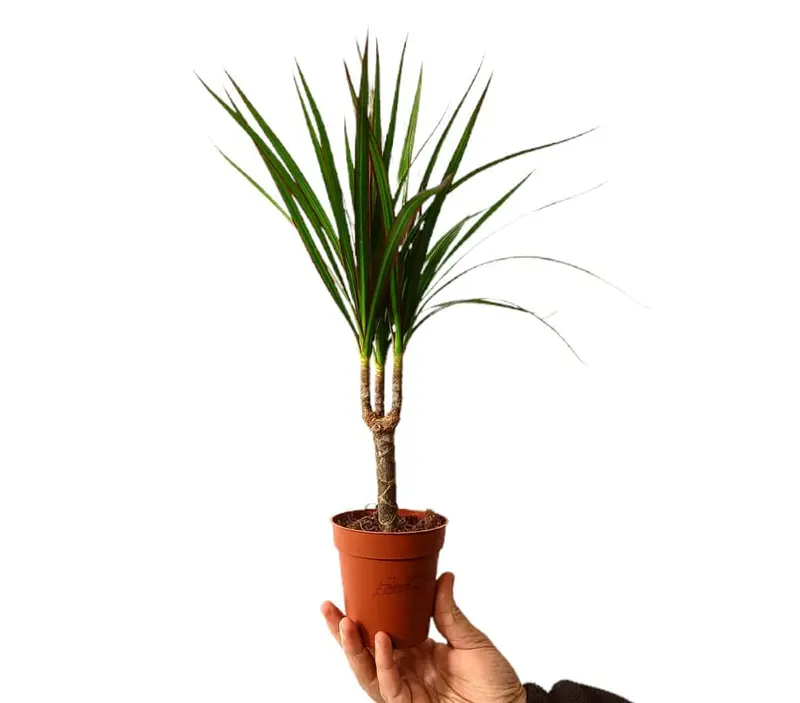 Dracena Marginata M9