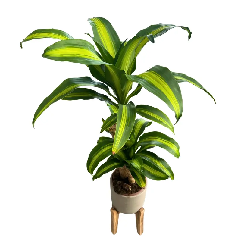 Dracena Massangeana