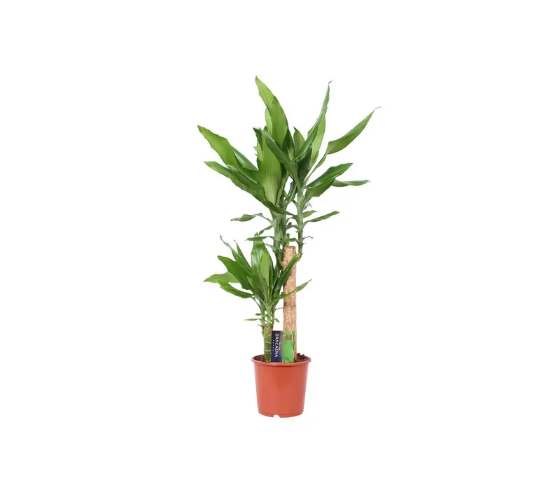Dracena Steudneri 2 Troncos 45-15 M17 70cm