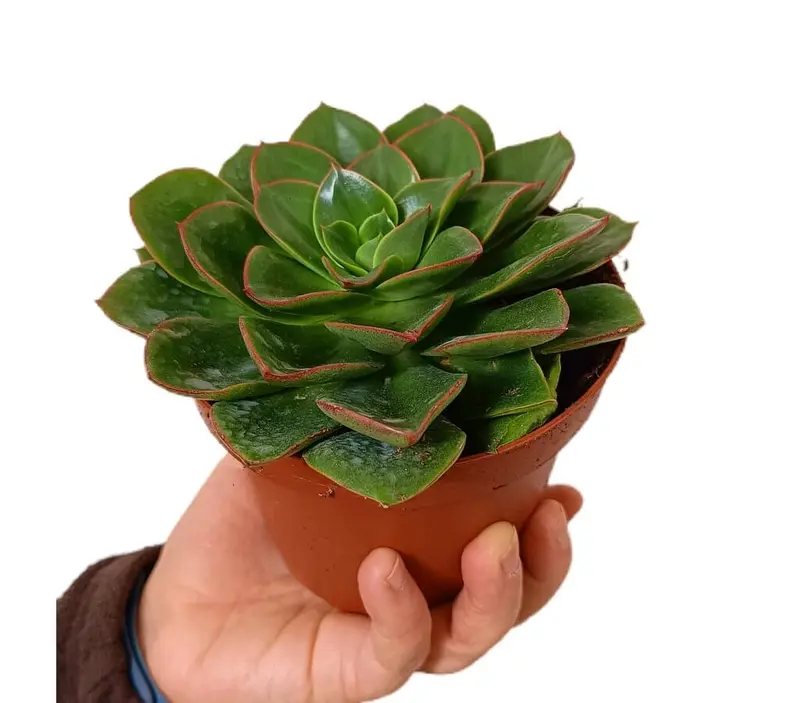 Echeveria Blue Prince M13