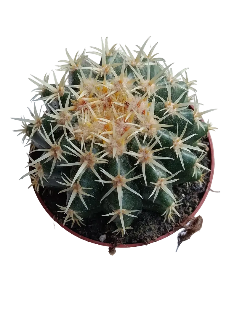Echinocactus Brevispinnus Planta Cactus Ø8