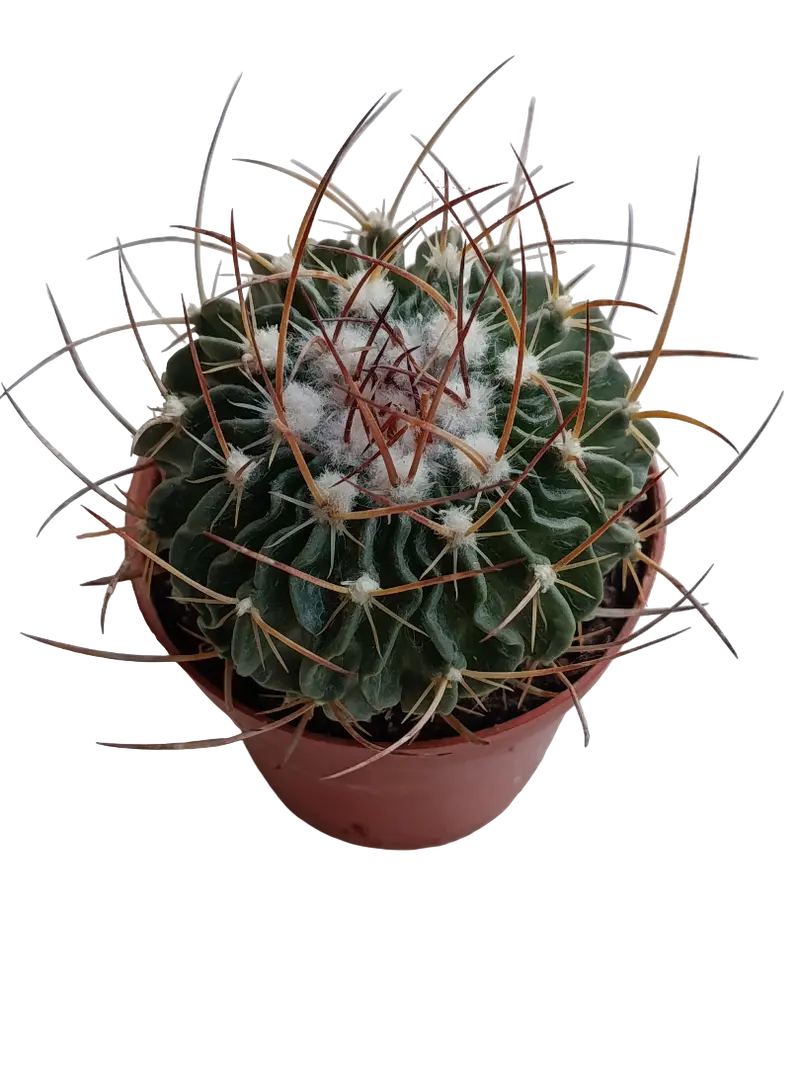 Echinocactus Multicostatus Planta Cactus Ø8