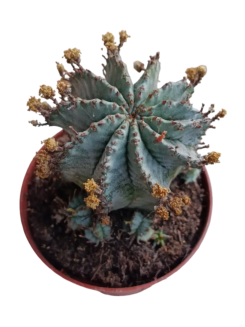 Euphorbia Horrida Alba Planta Suculenta Ø8