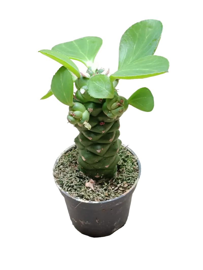 Euporbia Ritchei Ø6 Planta Suculenta Natural