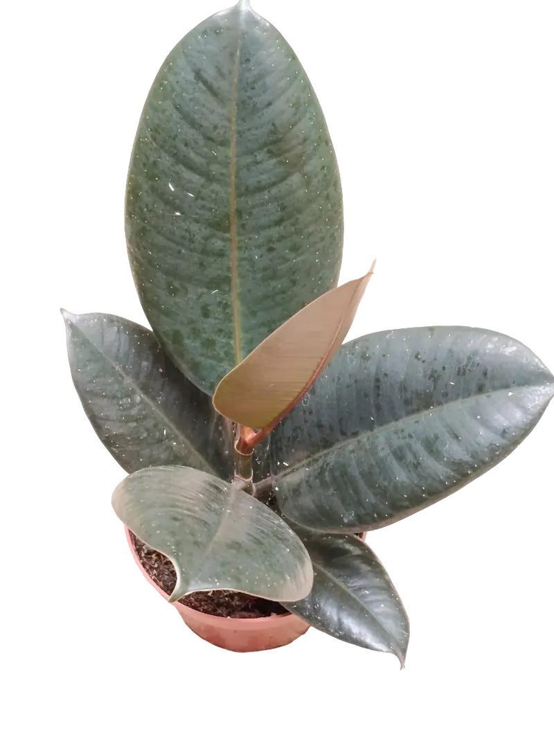 Ficus Abdijan Negro Planta Natural De Interior