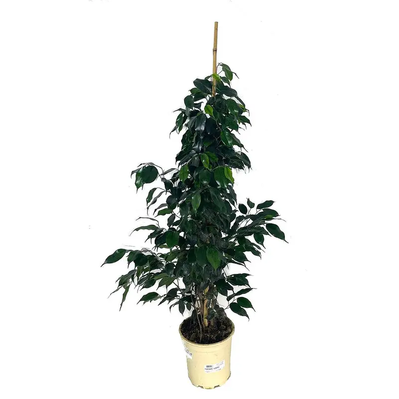 Ficus Daniel M22 150cm
