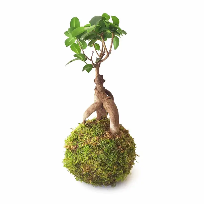 Ficus Ginseng En Kokedama
