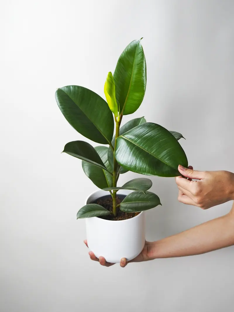 Ficus Robusta | Altura 35cm - Diámetro 12cm