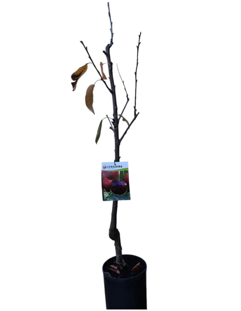 Frutal Cerezo Cristalino Maceta 140 Cm