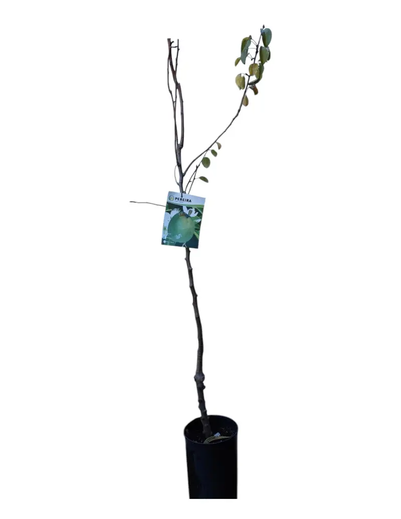 Frutal Peral Conferencia Maceta 140 Cm
