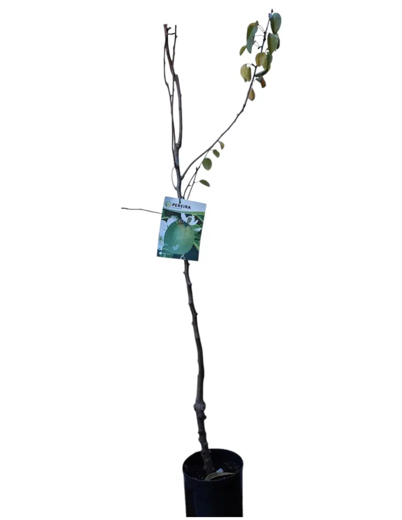 Frutal Peral Rocha Maceta 140 Cm