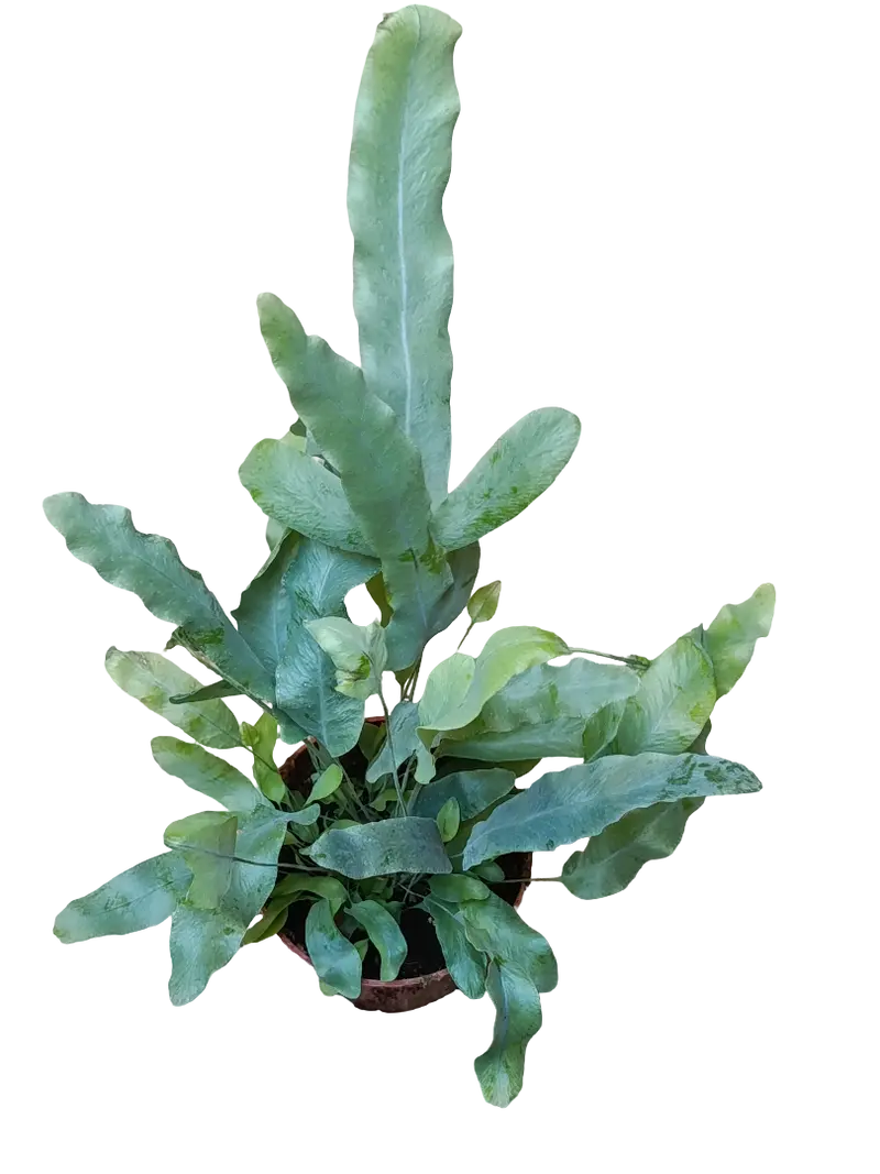 Helecho Azul Plebodium Planta De Interior Ø8