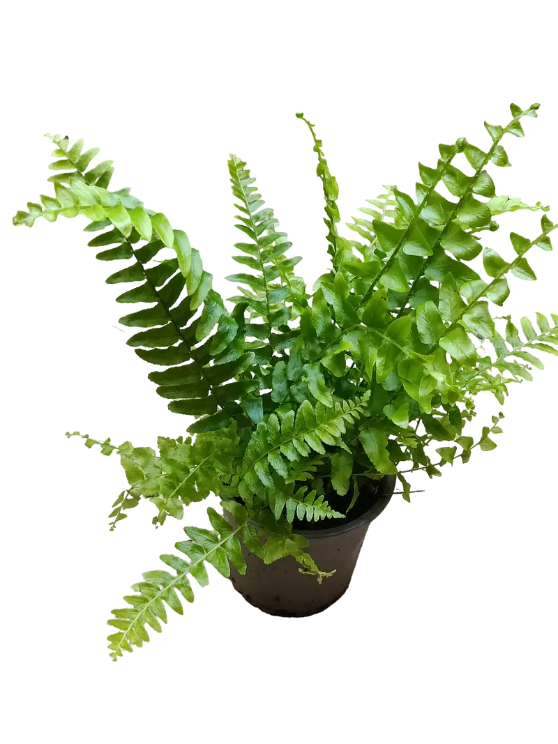 Helecho Exaltata Green Delight Ø9 Planta De Interior