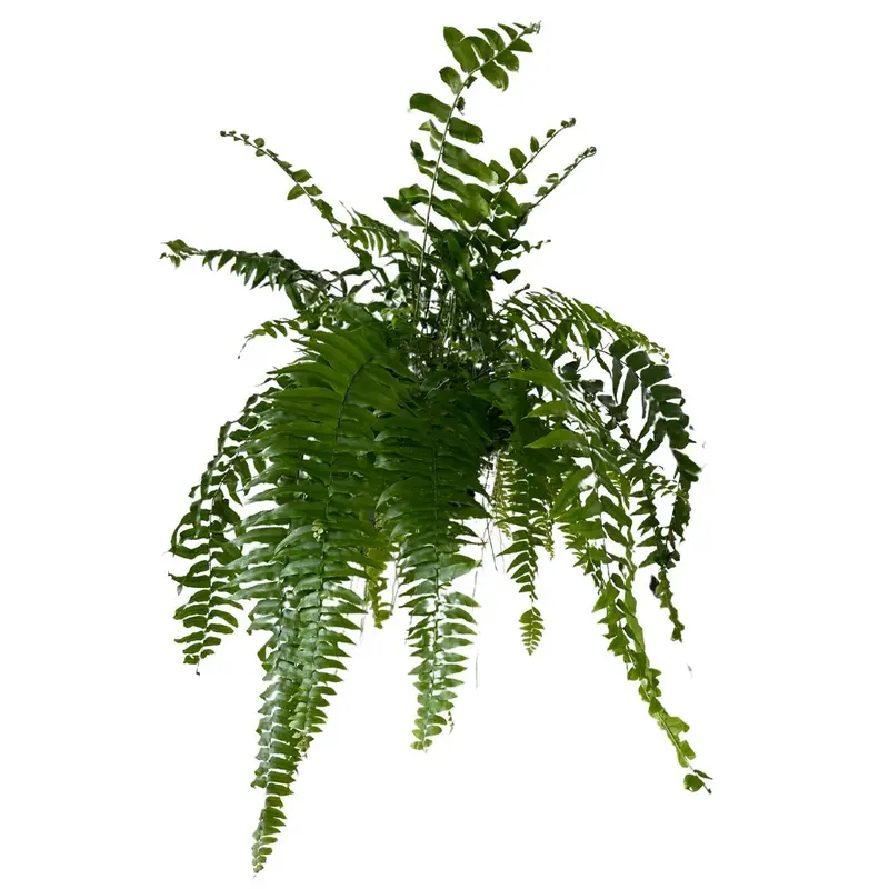 Helecho Macho Planta De Sombra O Interior Maceta De 23cm