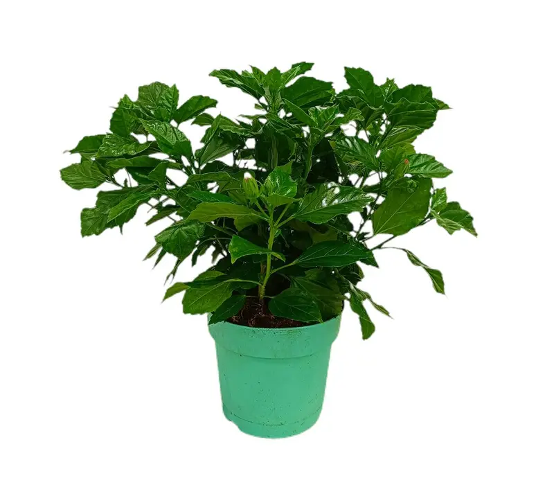 Hibiscus Pacific Beauties M19 30-40cm