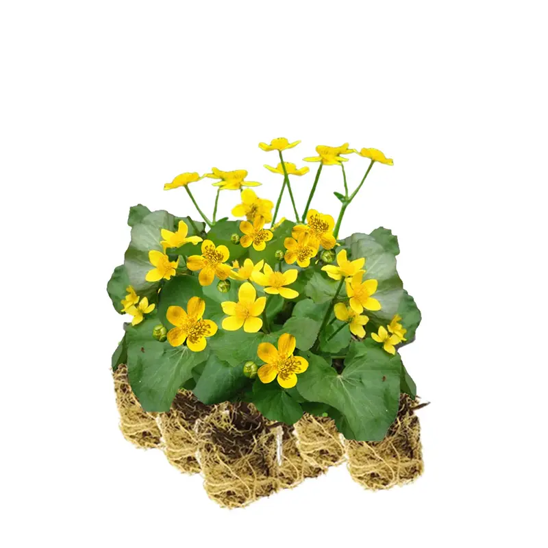 Hierba Centella - Caltha Palustris - 15 Plantas