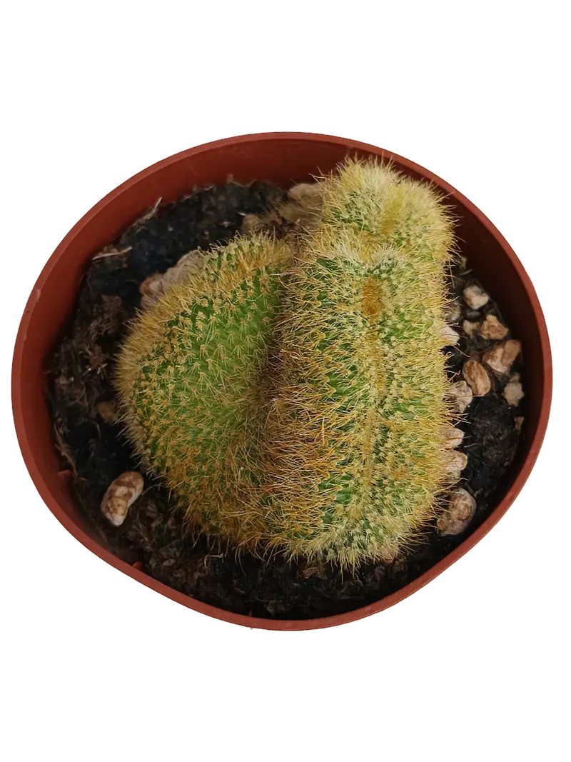 Hildewintera Aurespina Crestada Cactus Crestado Ø8