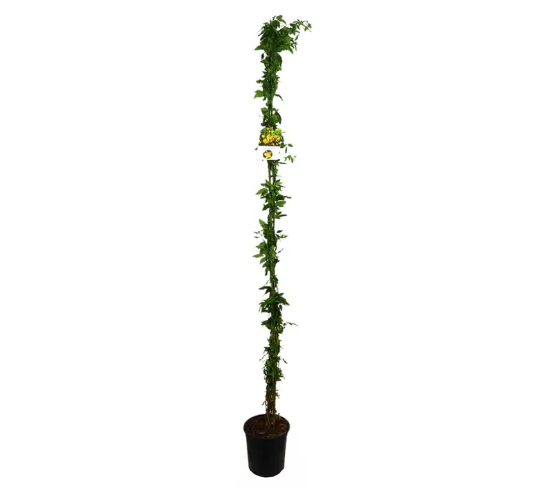 Jasminun Nudiflorum M20 180cm