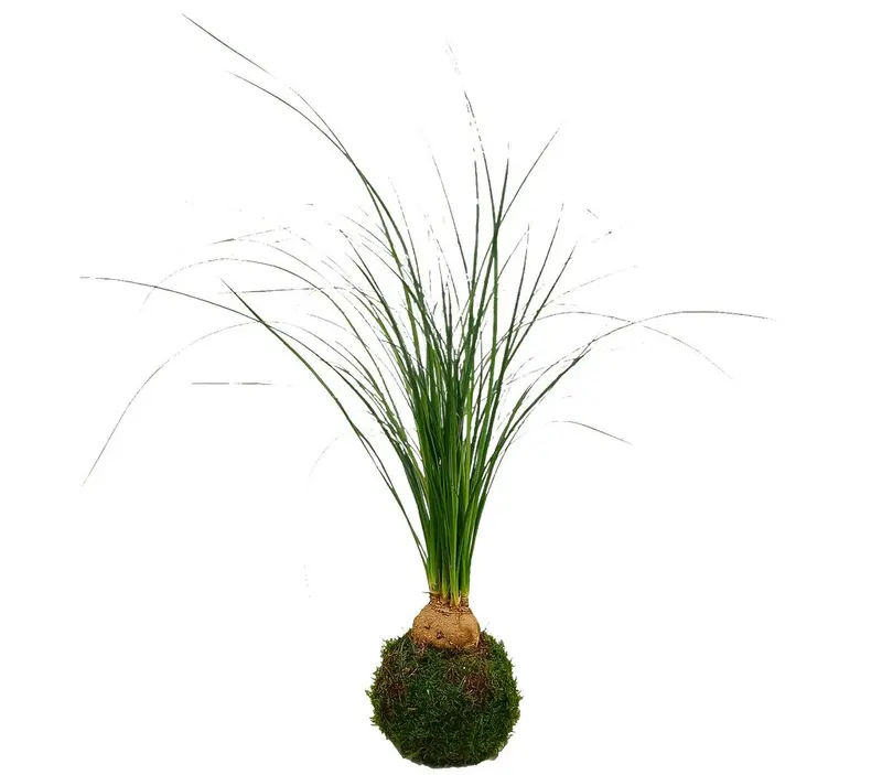 Kokedama Beaucarnea Bulbo