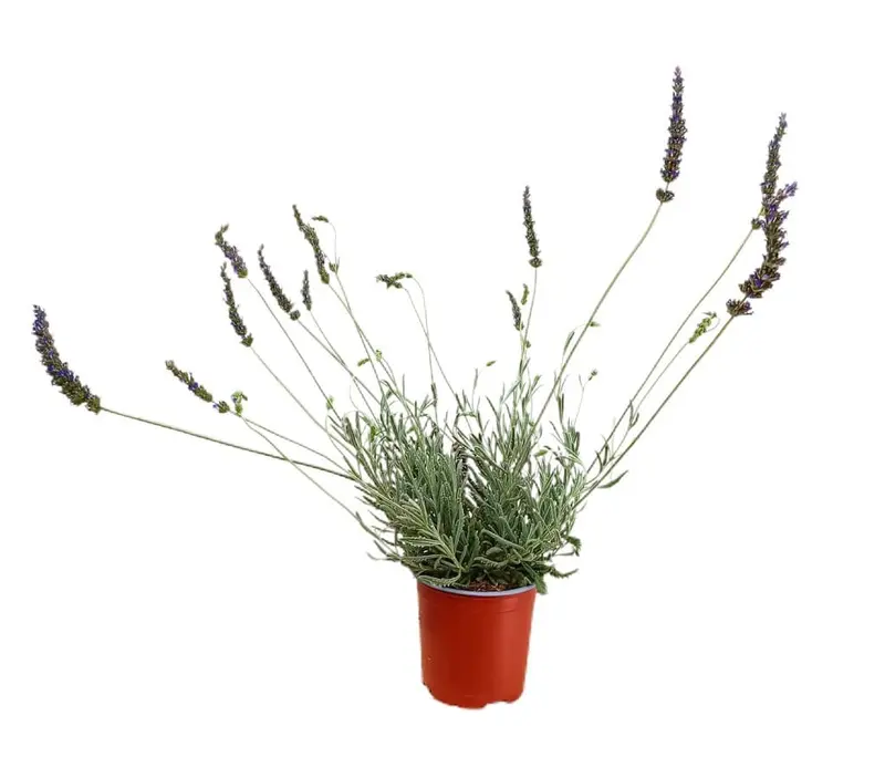 Lavanda Híbrida M13