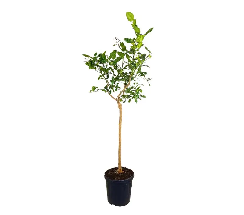 Lima Hystrix M30 180cm (kaffir)